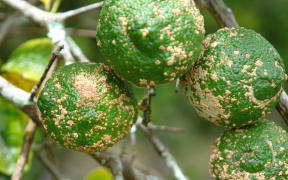 Limes with Verrucosis, aka Citrus Scab