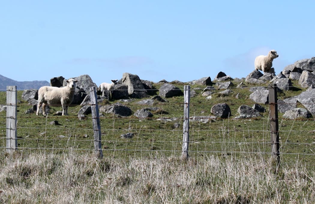 Sheep on Banks Peninsula