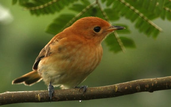 A close up of a small bird perched on a twig with leaves in the background. The bird has an orange head and orange and black wings, dark feet, and a black tipped tail.