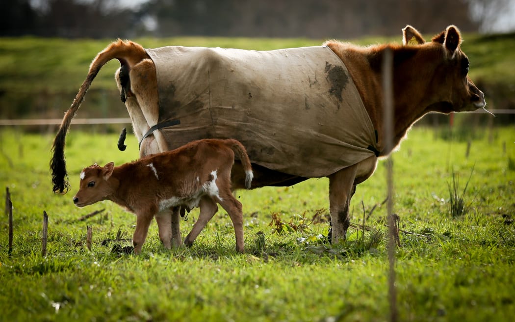 Organic Jersey cow and calf on a Rongotea farm.