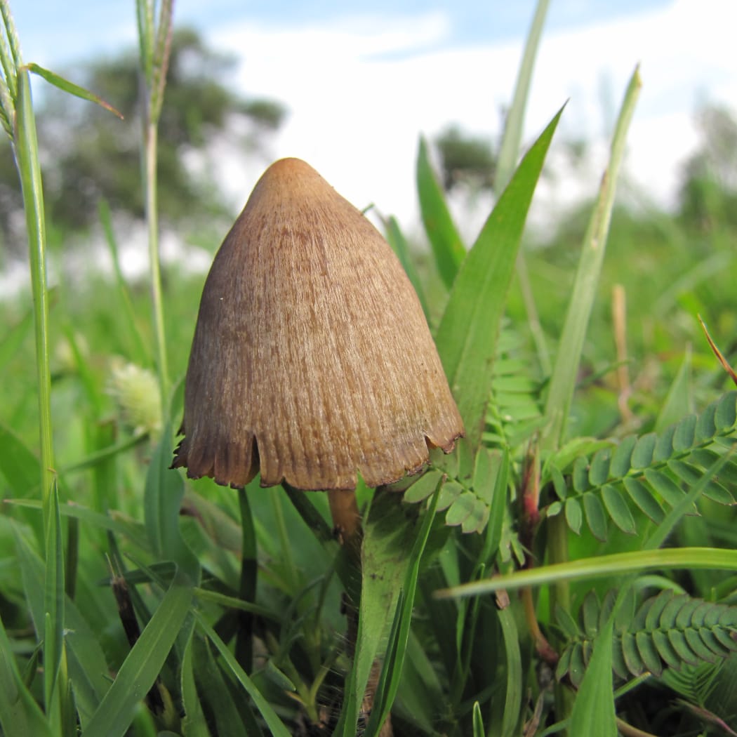 magic mushroom
