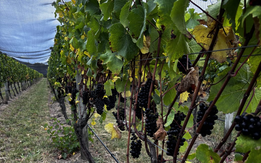 Harvest of Wairarapa's grapes for this year's vintage is just about to start.