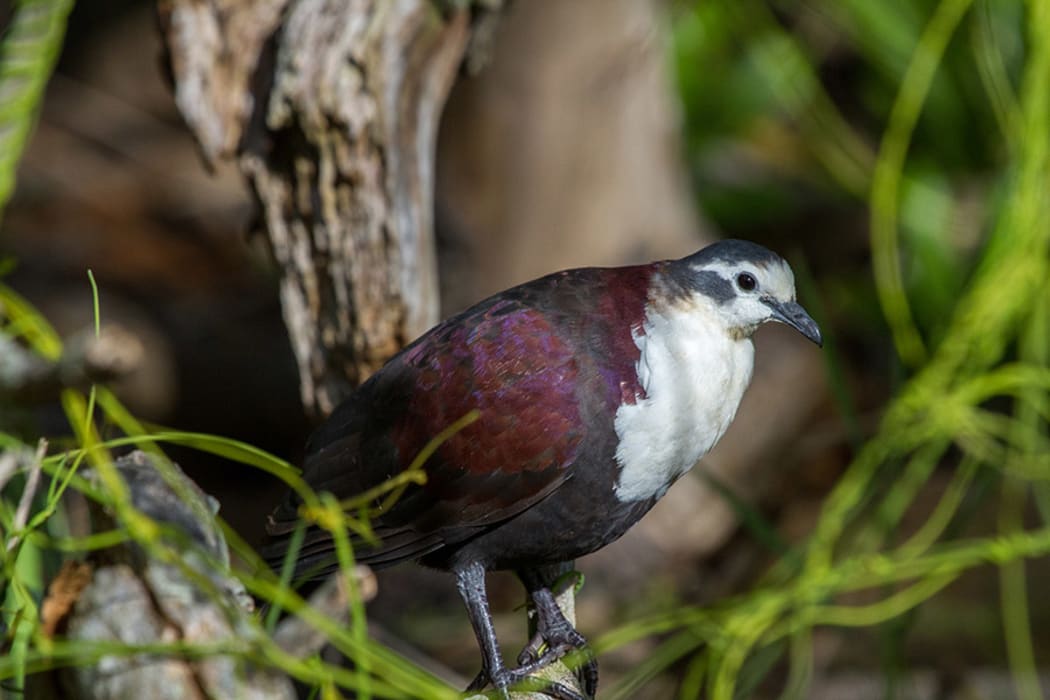 The critically endangered Polynesian Ground Dove. Known locally as Tutururu