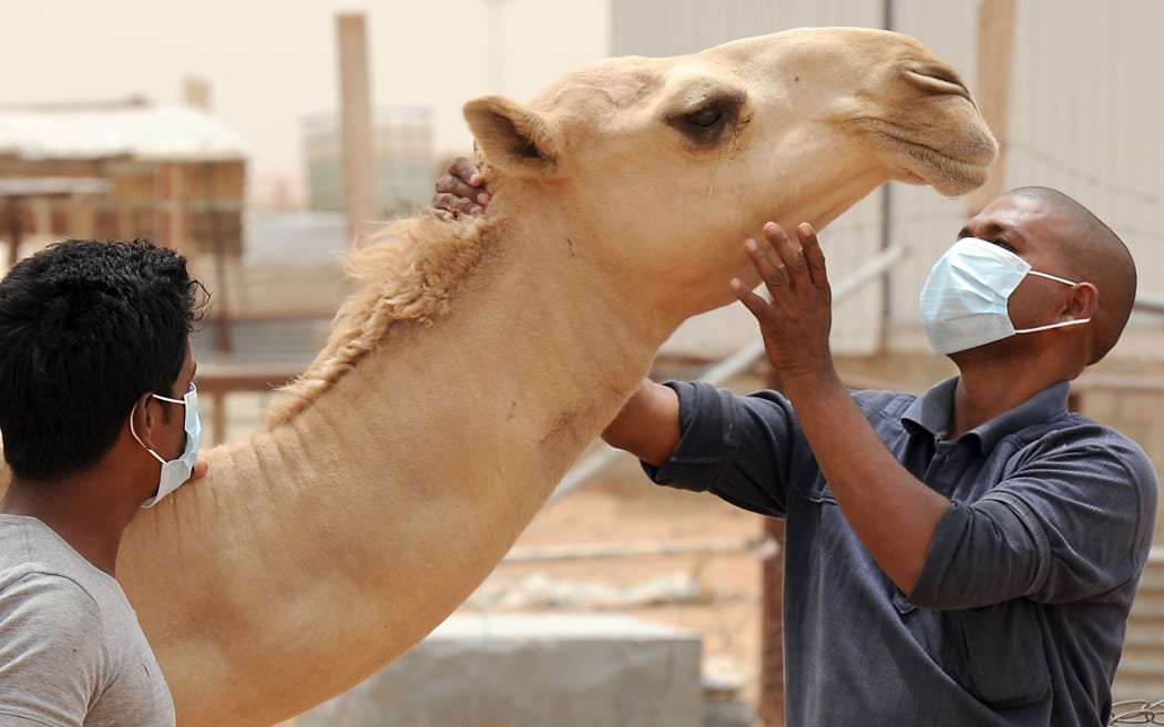Workers at a farm outside Riyadh wear masks and gloves when dealing with camels to avoid spreading MERS after health experts warned the animal was the likely cause of the disease.