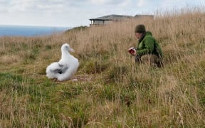 DOC Ranger Sharyn Broni with Royal Cam chick