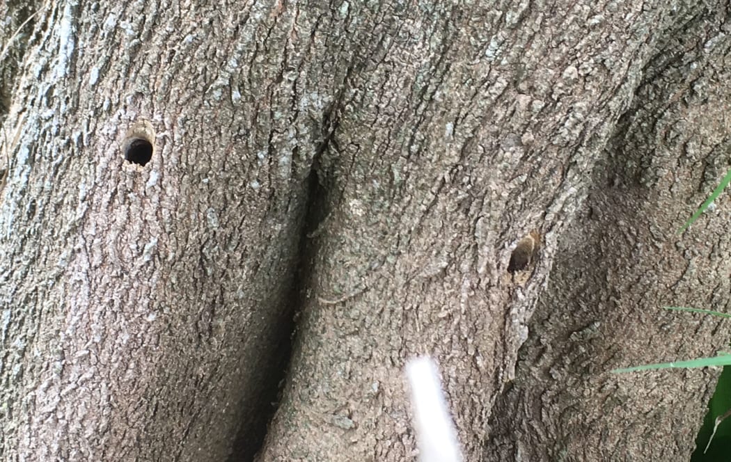 Pōhutukawa tree