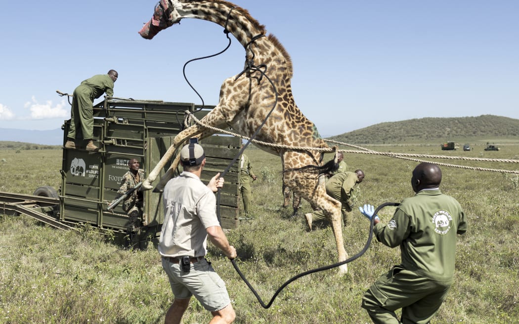 An adult female Masai giraffe rears on its hind legs as it resists efforts by Kenya Wildlife Services (KWS) rangers to guide it into a transportation crate using rope. This was during an exercise to translocate large herbivores from Kedong Ranch due to land subdivisions and corralling that have disrupted wildlife migratory routes in Naivasha, Nakuru County, on November 16, 2025.