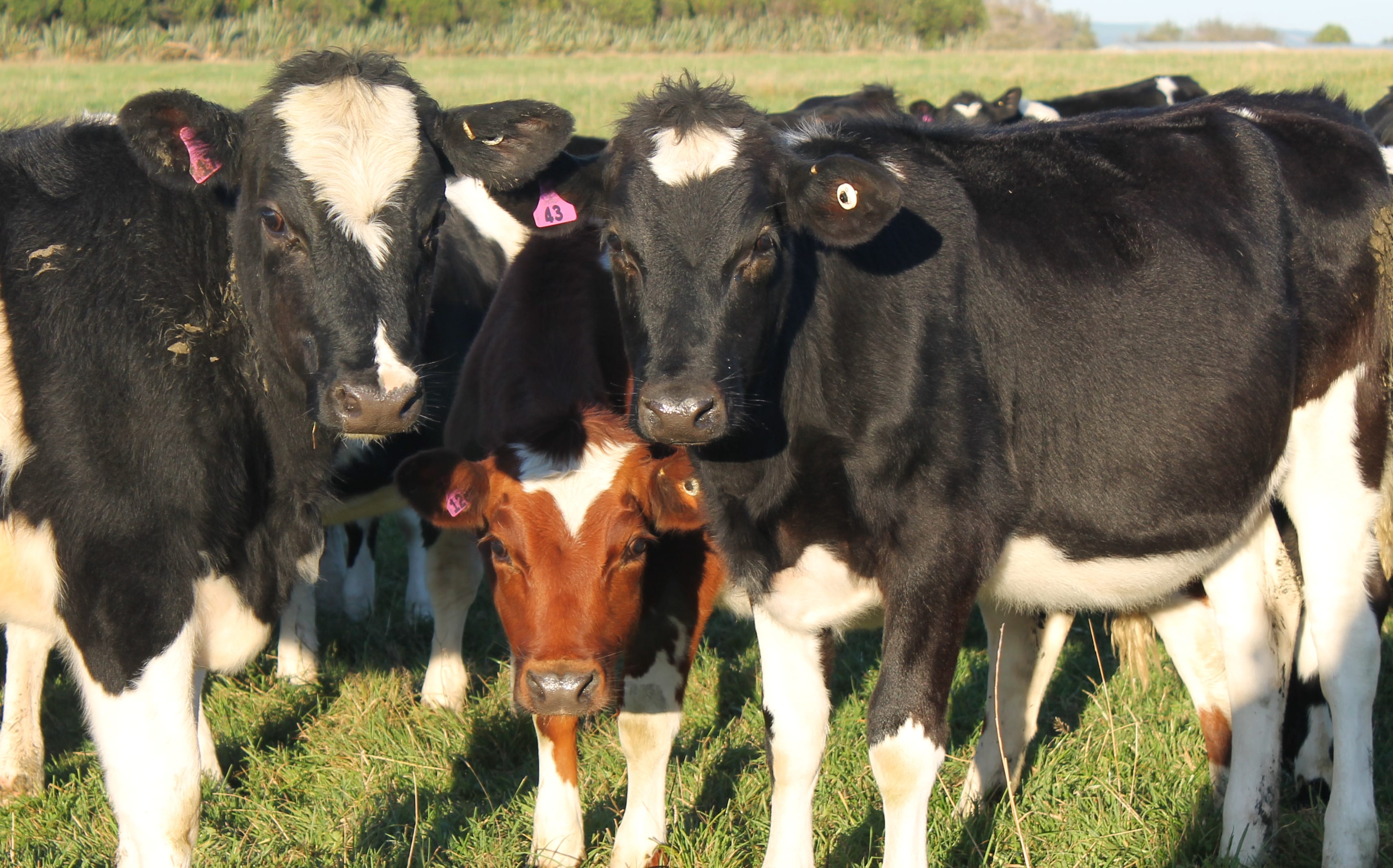 Heifers on Malcolm's farm