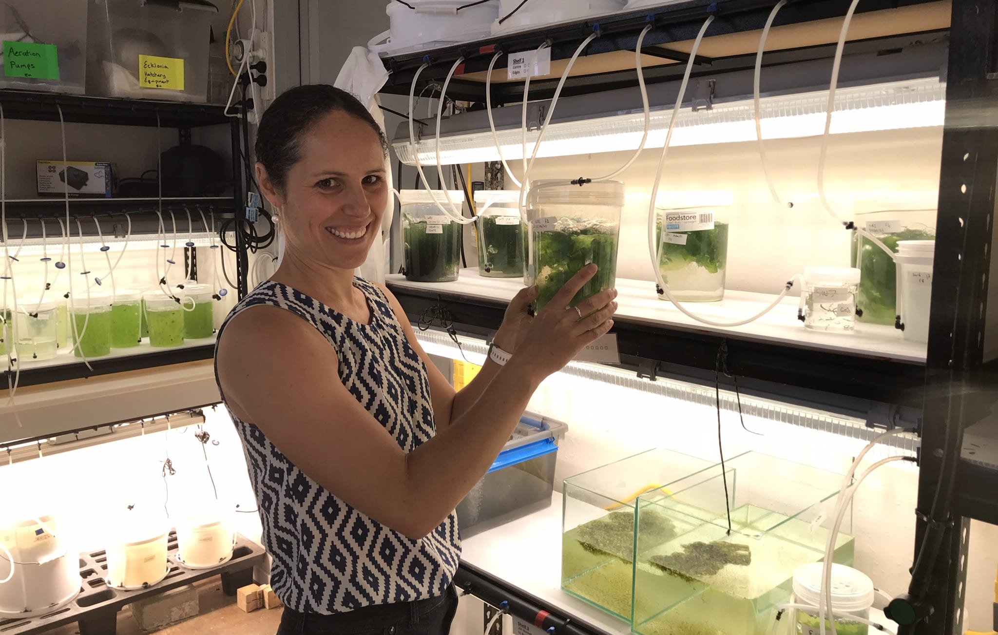 Dr. Rebecca Lawton in the culture container. Rebecca stands before shelves which have clear plastic pots with green seaweed in them.
