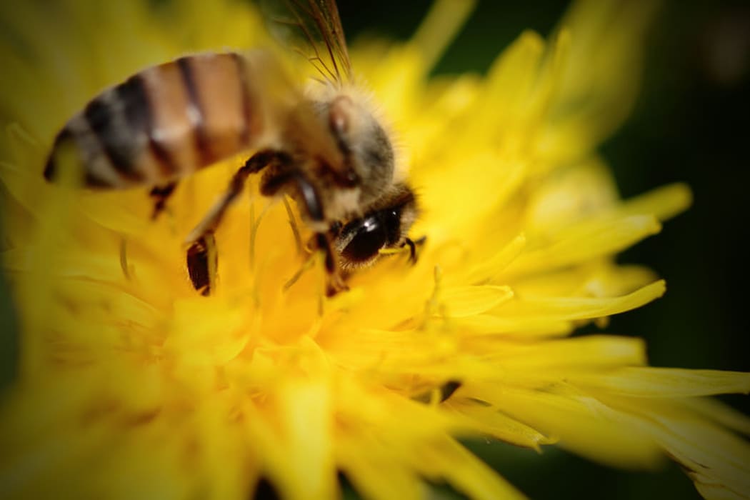 bee