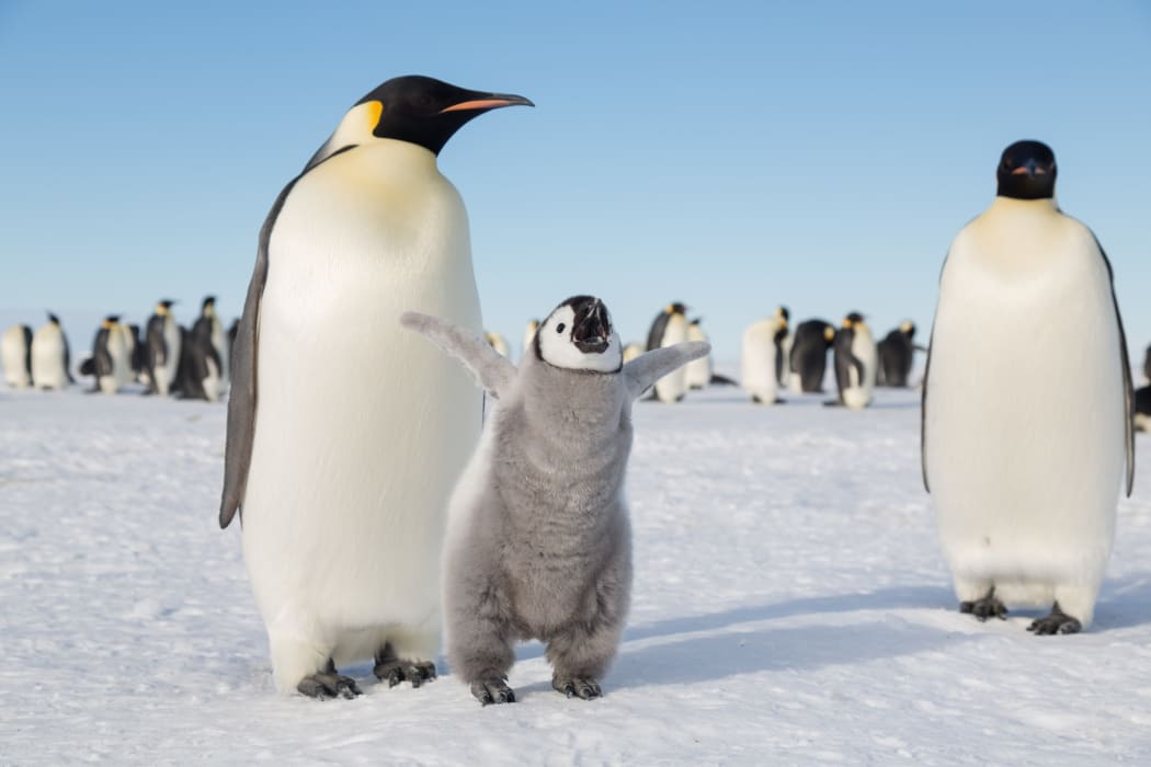 Emperor Penguin in the Weddell Sea
