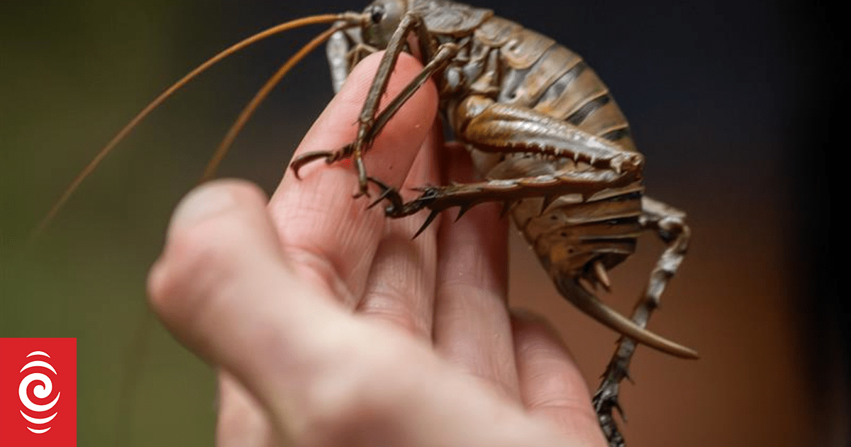 Critically endangered wētā thriving as breeding programme numbers surge