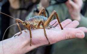 A female wētāpunga, or giant wētā, during a previous release in the Bay of Islands.