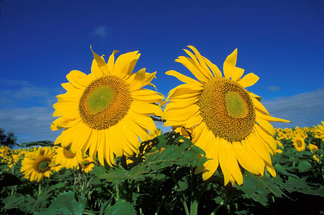 A field of sunflowers