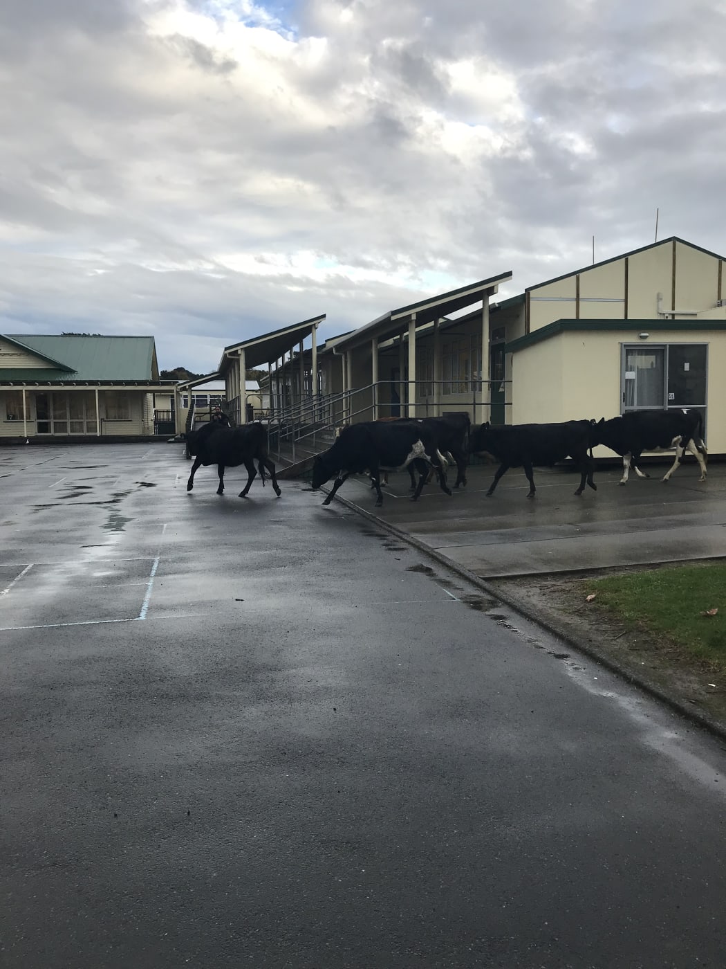 Cows at Hora Hora School.