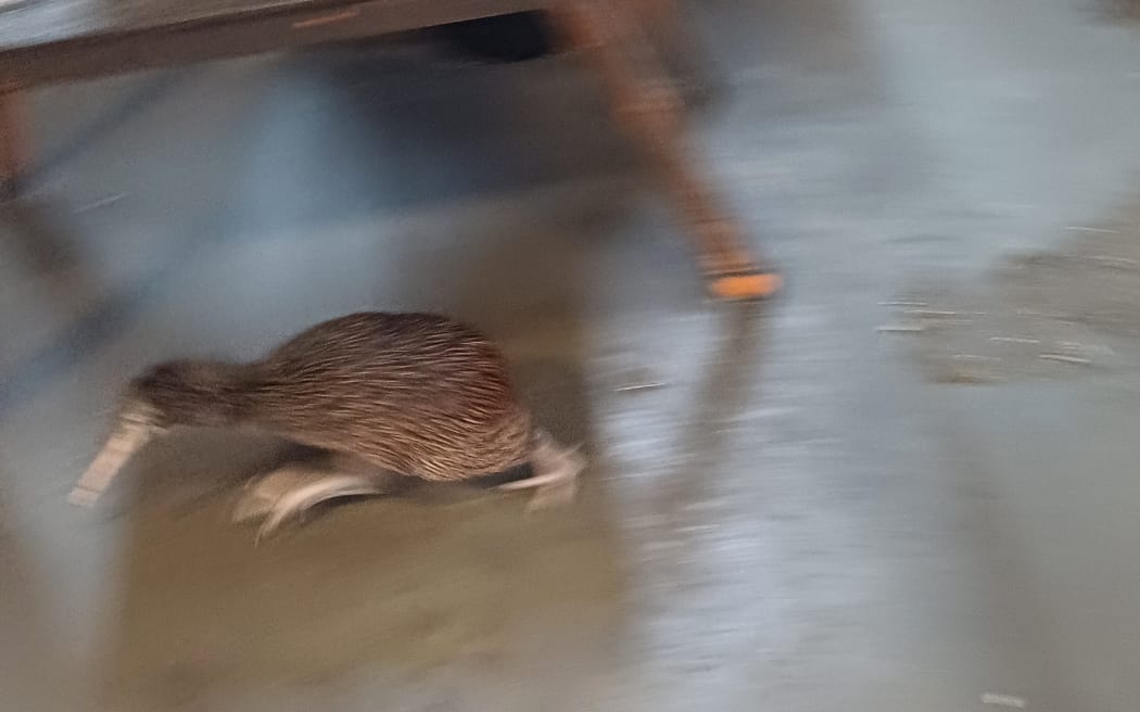Lucas James was first alerted to the kiwi bird visitor when he heard its claws on the Rosvall Sawmill workshop’s concrete floor.