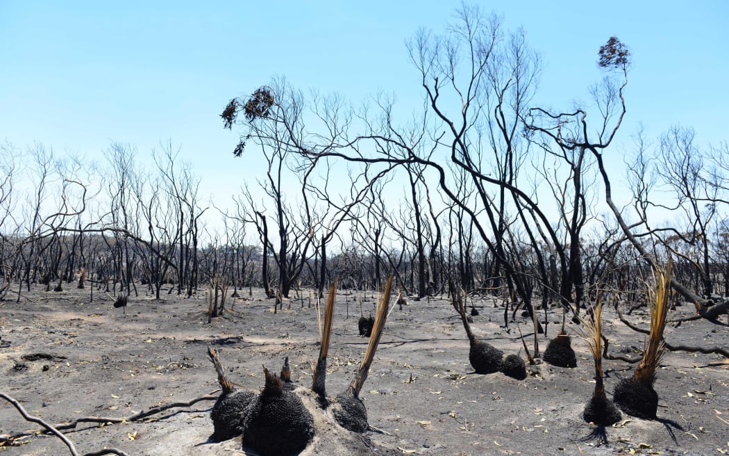 Blue skies appear in the aftermath of a bushfire near One Tree Hill in the Adelaide Hills.