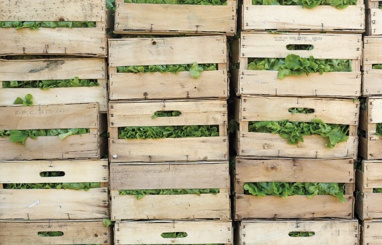 Urban farming is getting popular in some countries.