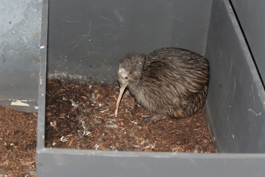 Brown kiwi (Apteryx australis), young in a box.