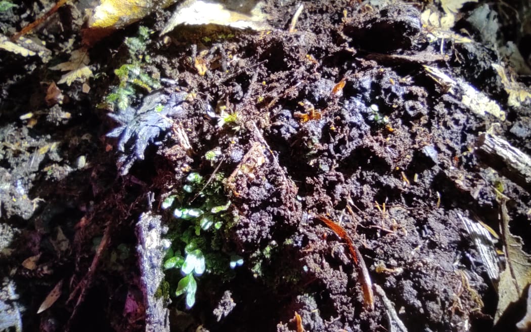 A Te pua o te Rēinga tuber.