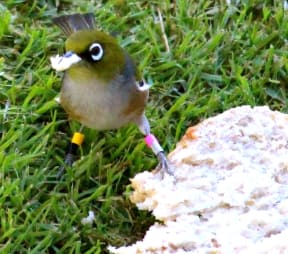 Hands off! A banded silvereye stakes a claim to a piece of bread.