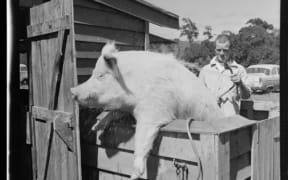 A man cleans a pig at the 1958 Trentham A&P show
