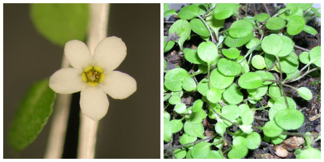 Chaffey Forget-me-not