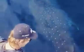 Passengers and crew on a dolphin-watching cruise near Tauranga were treated to a rare sighting of a whale shark on Tuesday.