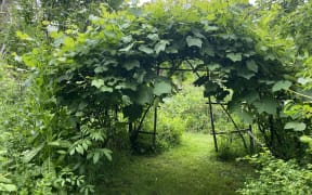 An arbour of grapes makes a shady picnic spot.
