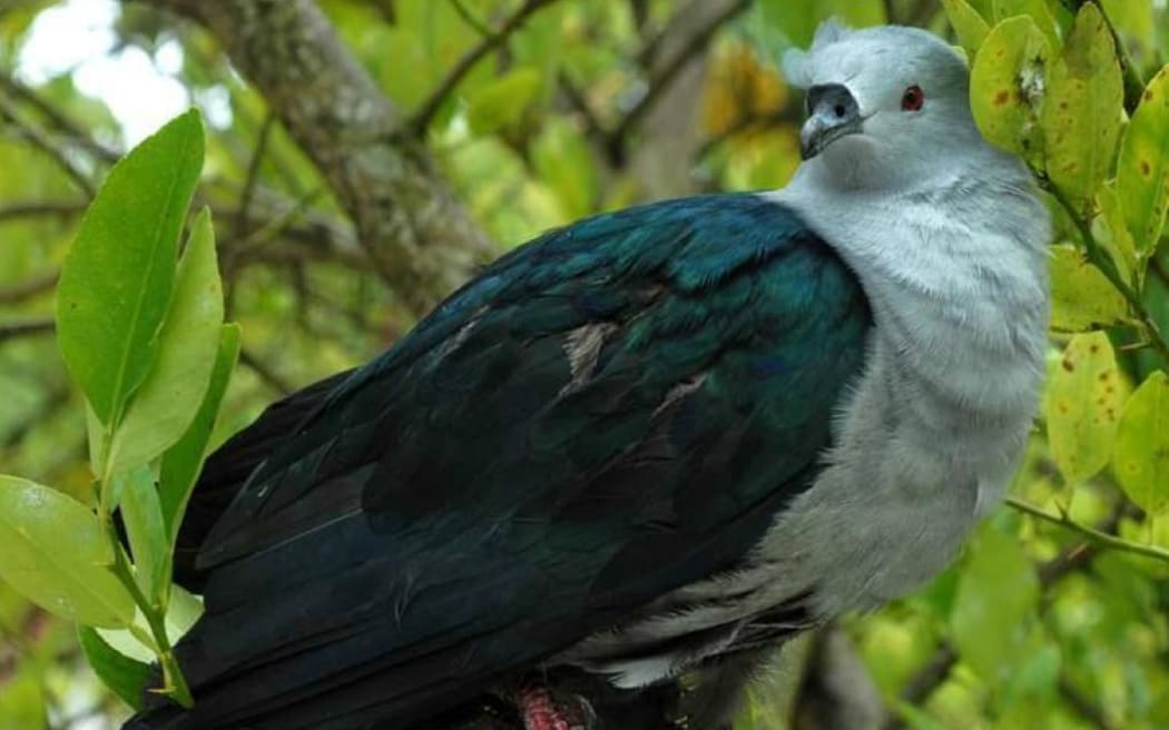 Rupe is endemic to Makatea