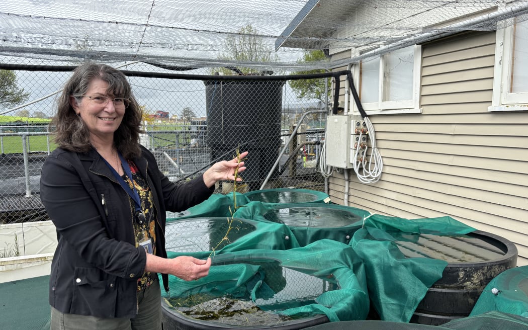 A almost full length portrait shot of Mary holding up a native freshwater plant. Behind her is some of the research facility - green mesh-covered tanks, netting overhead, and a beige building with pipes and electrical boxes. Mary is wearing glasses, with her shoulder length hair down and is smiling at the camera.