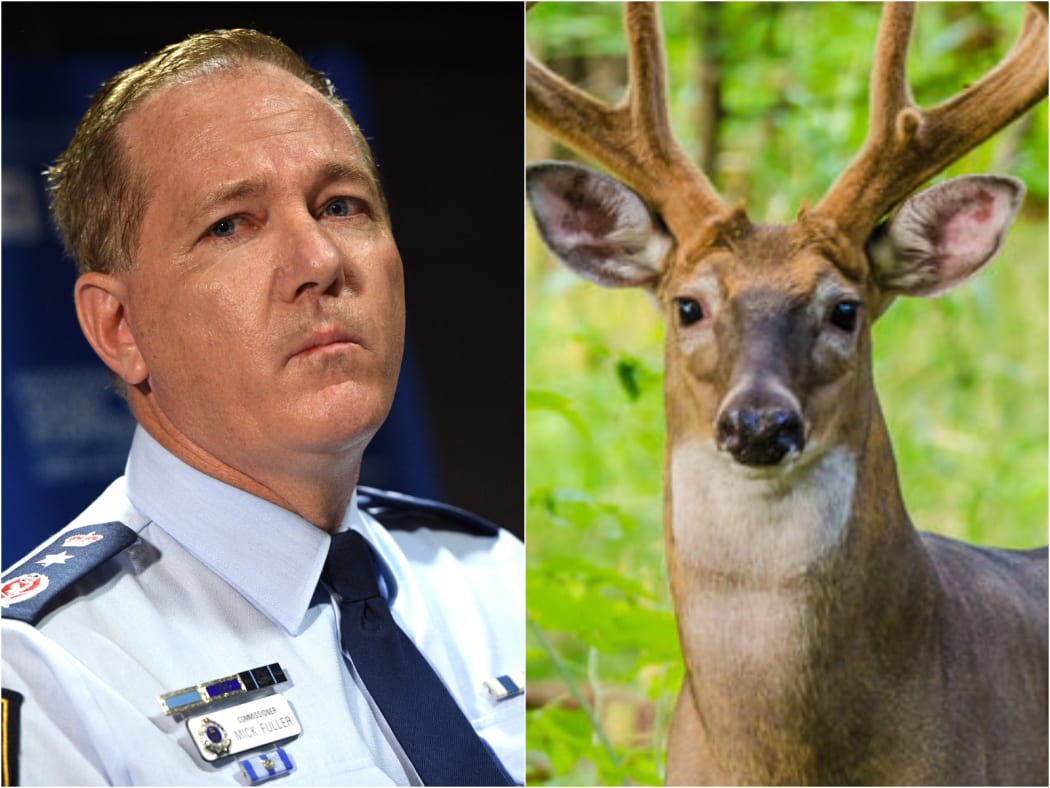 NSW Police Commissioner Mick Fuller said the pair got lost after running into a forest on seeing the deer. Others said they paid a deer price for doing so.