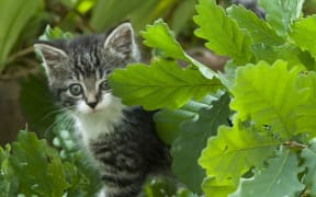 Portrait of Kitten in nature behind oak leaves, France. 
 
Biosphoto / Stephane Vitzthum (Photo by Stephane Vitzthum / Biosphoto / Biosphoto via AFP)