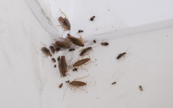 Just some of the hundreds of cockroaches seen in a state house in Otara today.