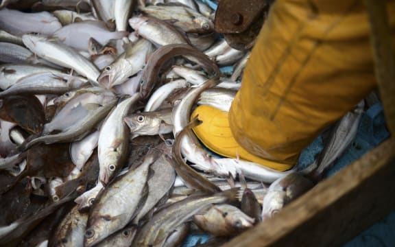 Skipper sorting catch aboard North Sea trawler off the coast of northern England.