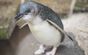 Little blue penguin Draco is this year's Penguin of the Year.
