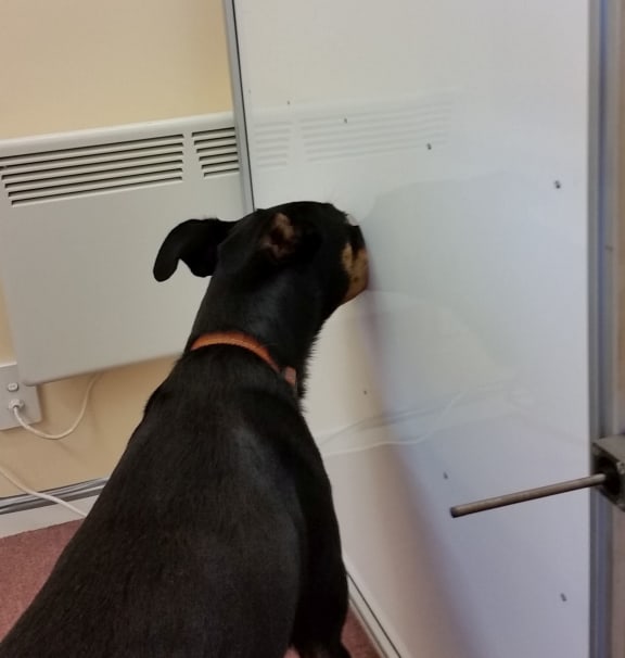 Tui the dog puts her nose into the sniffing port to see if she can detect the dilute smell of koi carp in a water sample. If she doesn't detect anything, she will nudge the lever to her right to advance the carousel (hidden behind the screen) to the next sample.