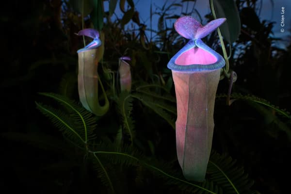 Deadly Allure by Chien Lee, Malaysia. The fluorescent world of an insect-attracting pitcher plant exposed using a UV torch