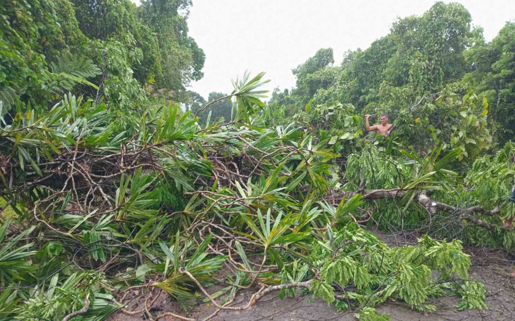 Strong winds from Tropical Cyclone Rae has seen trees blown down and blocking roads in Fiji - this one in Sevaci Korotasere Rd, Vaturova