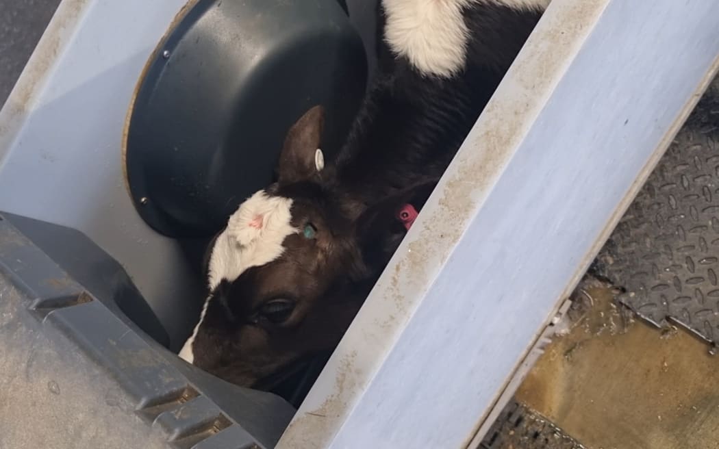 Young bobby calves at a Darfield dairy farm drinking from a robotic milker.