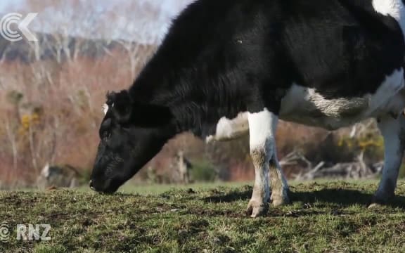 All Mycoplasma Bovis cases traced back to single farm