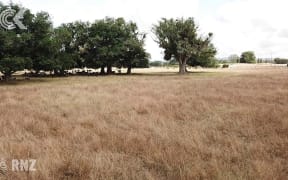 Ongoing drought, Covid-19 lockdown a distressing time for NZ farmers