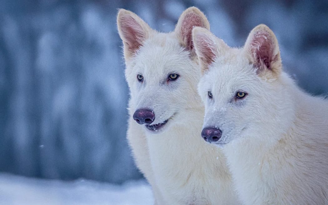 Extinct dire wolves cloned by Colossal Biosciences.