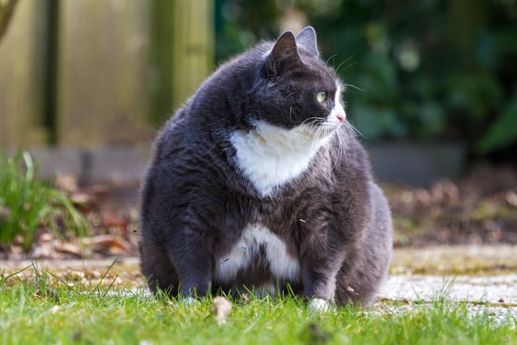 Fat cat