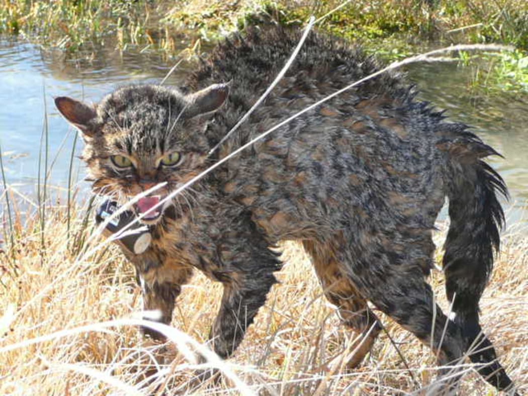 A wild cat with a GPS collar attached in order to track its movements.
