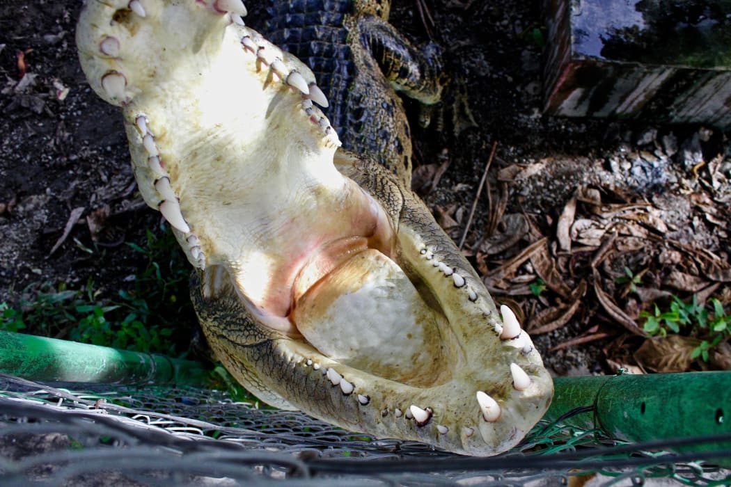 Aminu, crocodile at the BOP compound 2