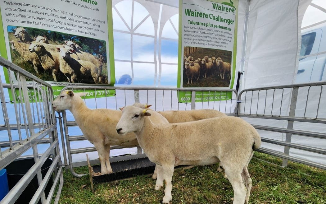 Wairere Stud's "Nudie" ewe lambs on display at Central Districts Field Days