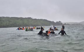 Whales being refloated at Farewell Spit