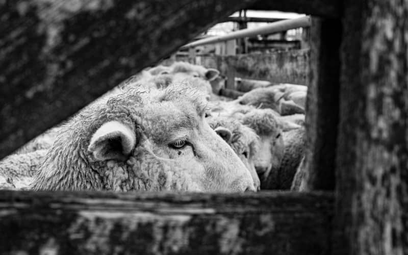 Kiwi shearers facing charges after footage showing abuse of sheep ...