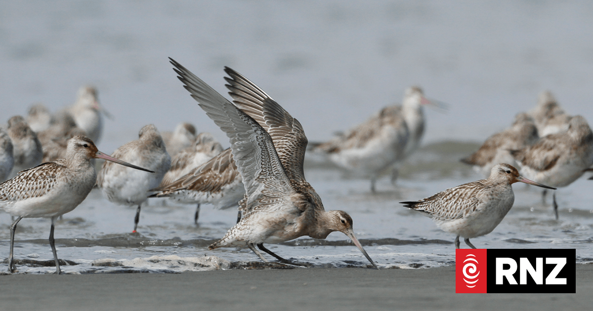 The godwits are arriving | RNZ